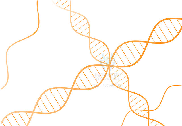 【佳學(xué)基因檢測(cè)】做血紅蛋白<font color='red'>Salla</font>nches型基因解碼、基因檢測(cè)需要多長(zhǎng)時(shí)間？
