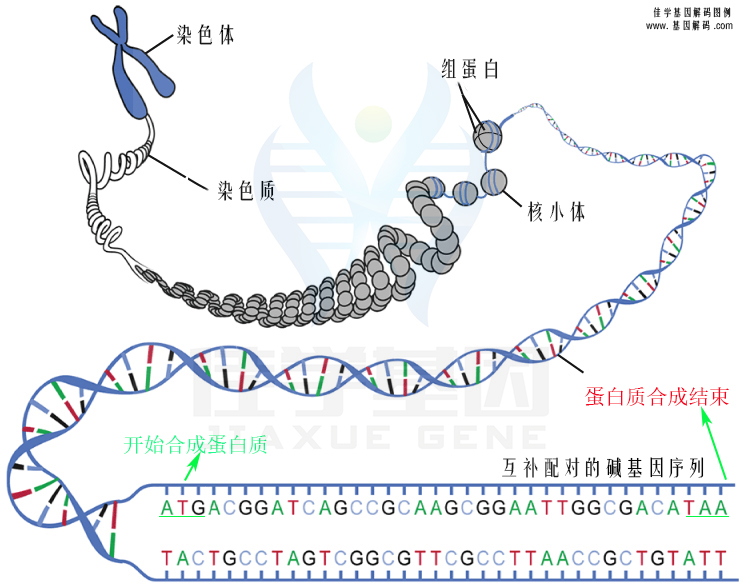 【佳學(xué)基因檢測(cè)】低鎂血癥6腎臟型基因解碼、<a href=http://jinzhounet.cn/tk/jiema/cexujishu/2021/31933.html>基因檢測(cè)</a>報(bào)告看得懂嗎？