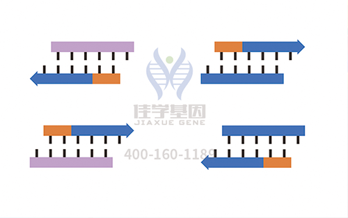 【佳學(xué)基因檢測】怎樣選擇耳聾X連鎖1型基因解碼、<a href=http://jinzhounet.cn/tk/jiema/cexujishu/2021/31933.html>基因檢測</a>？