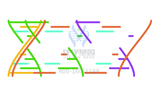 【佳學(xué)基因檢測(cè)】如何做脛前大皰性表皮松解癥常染色體隱性遺傳基因解碼、<a href=http://jinzhounet.cn/tk/jiema/cexujishu/2021/31933.html>基因檢測(cè)</a>？