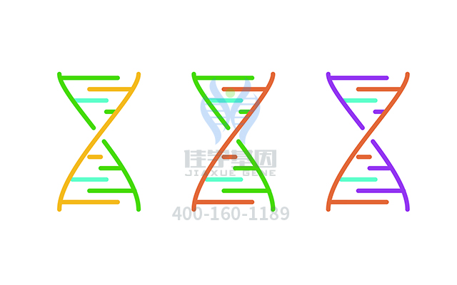 【佳學(xué)基因檢測(cè)】May-Hegglin異?；蚪獯a、<a href=http://jinzhounet.cn/tk/jiema/cexujishu/2021/31933.html>基因檢測(cè)</a>的報(bào)告看得懂嗎？