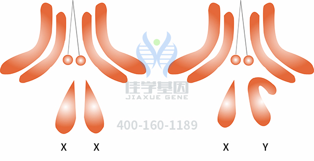 選擇佳學(xué)基因，