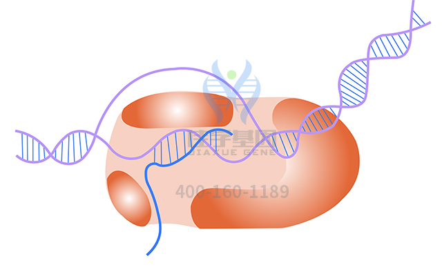 【佳學(xué)基因檢測】甲狀腺發(fā)育異常1基因解碼、<a href=http://jinzhounet.cn/tk/jiema/cexujishu/2021/31933.html>基因檢測</a>報(bào)告時(shí)間是一樣的嗎？