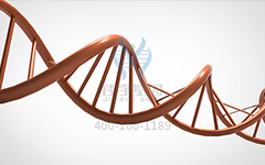 【佳學(xué)基因檢測】怎么做常染色體隱性廣泛性甲狀腺激素抵抗基因解碼、<a href=http://jinzhounet.cn/tk/jiema/cexujishu/2021/31933.html>基因檢測</a>?