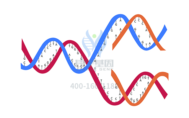 【佳學(xué)基因檢測(cè)】怎么做十二指腸閉鎖基因解碼、<a href=http://jinzhounet.cn/tk/jiema/cexujishu/2021/31933.html>基因檢測(cè)</a>?