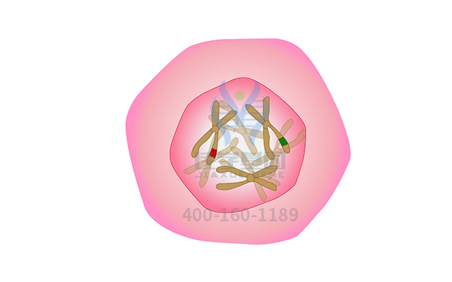【佳學(xué)基因檢測】常染色體顯性遺傳性小腦性共濟(jì)失調(diào)<font color='red'>耳聾</font>和發(fā)作性睡病基因解碼、<a href=http://jinzhounet.cn/tk/jiema/cexujishu/2021/31933.html>基因檢測</a>的報告有人解讀嗎？
