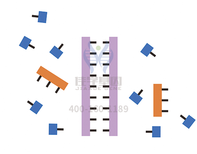 【佳學基因檢測】<font color='red'>L1<font color='red'>綜合征</font></font>基因解碼、<a href=http://jinzhounet.cn/tk/jiema/cexujishu/2021/31933.html>基因檢測</a>